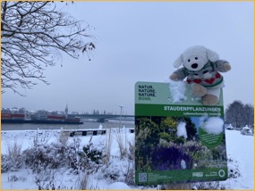 250225_Flo-Flocke_49_Schnee-Flocke_orig